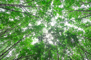 ant eyes view of under tree background