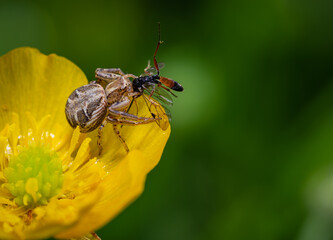 nahaufnahme einer Spinne beim fressen