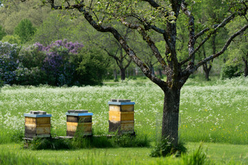 Traditional wooden beehives standing in an orchard with old fruit trees