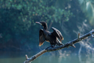 heron in a tree
