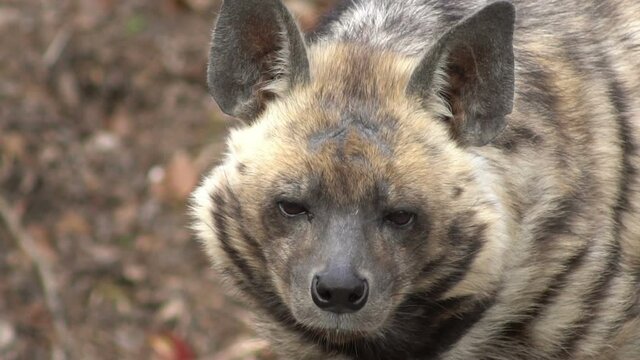 funny striped hyena looking, slow motion