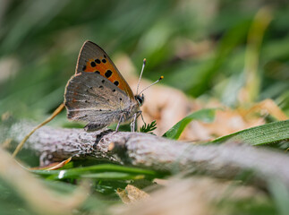 Schmetterling auf einer Wiese