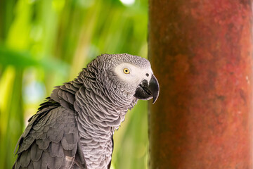 Grey Parrot or Psittacus erithacus. Commonly knows as African Grey Parrot is ranked in the Endangered species of birds.