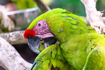  great green macaw (Ara ambiguus), also known as Buffon's macaw or the great military macaw is considered as Critically Endangered