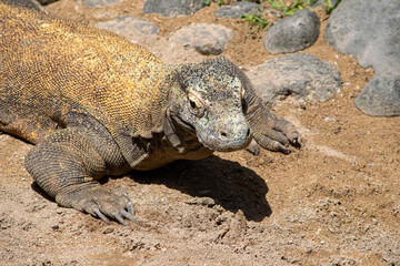 Komodo dragon Varanus komodoensis is the largest reptile in the family on monitor lizards. Considered as vulnerable species