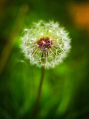 Mature Dandelion Head With Seeds on Blurred Green Meadow Backgrounds