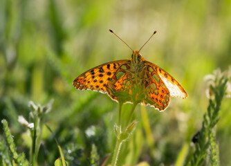 Fototapeta na wymiar Schmetterling auf einer Wiese, orange, Silberstrich (Argynnis paphia)