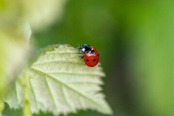Beautiful black dotted red ladybug beetle climbing in a plant on green grass seeds with copy space hunting for plant louses to kill them as beneficial organism and useful animal in the spring garden