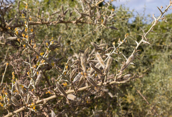 bush with thorns and its flowering