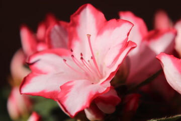 Fototapeta na wymiar Preciosa flor de azalea bicolor.