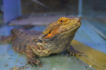 close up of a lizard
