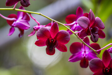 Fototapeta na wymiar Isolated Dark purple orchid flowers 