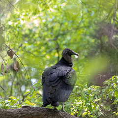 Turkey Vulture Perched In A Tree