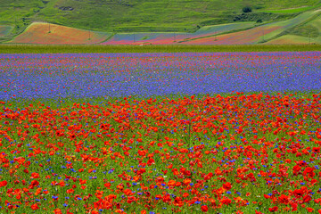 Castelluccio di Norcia - Umbria, Italy, july 7 2020 - the famous flowering of Castelluccio di Norcia. great colors during 3 weeks in june and july 'cause of lentil cultivation.