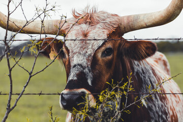 Longhorn in a Pasture