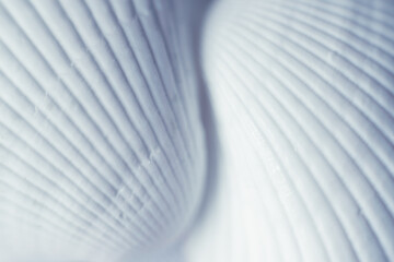 Close up of two ocean shells on white background