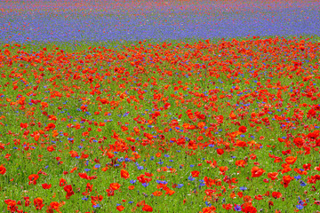 Castelluccio di Norcia - Umbria, Italy, july 7 2020 - the famous flowering of Castelluccio di Norcia. great colors during 3 weeks in june and july 'cause of lentil cultivation.
