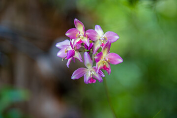 purple orchid flowers in blured background