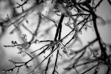Fototapeta na wymiar Ice Covered Twigs