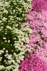 Flower background - white and pink ground cover flowers in a flower bed. Selective focus.