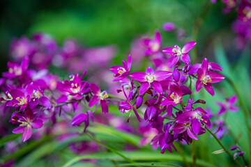 Purple Orchid flowers in the garden