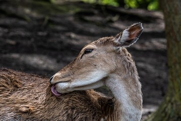 licking deer