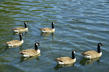 Bernaches du Canada nageant dans les eaux tranquilles du canal du parc de Tervuren