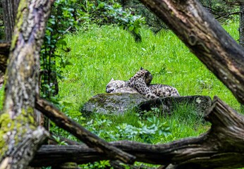 snow leopard
