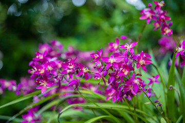 Purple Orchid flowers in the garden