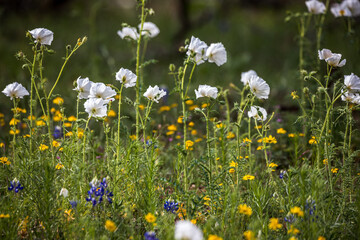 Native Texas Wildflowers