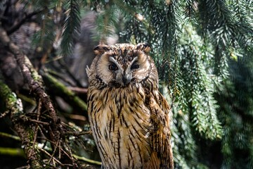 owl 1