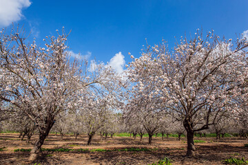 Obraz na płótnie Canvas Morning walk in almond grove