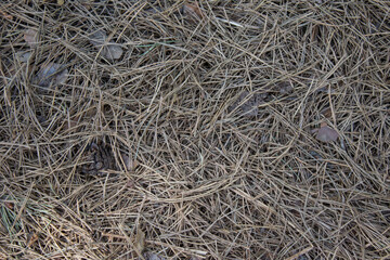 The texture of the ground in the forest strewn with fallen pine needles