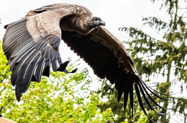 big vulture