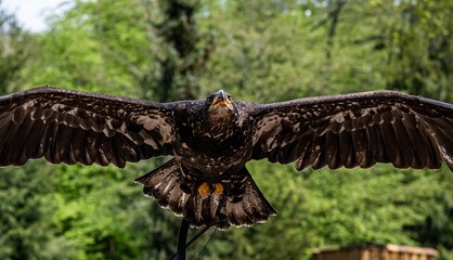 flying eagle 2