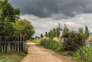 Fototapeta na wymiar Dirt road with trees, reeds and wooden fence, blue sky with gray clouds.