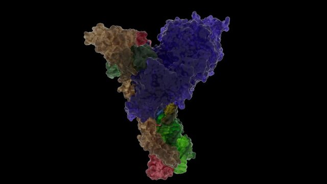 Seamless Loop of Sars-Covid-19 RNA. Shell with Bonds, Sticks and Atomos Inside.