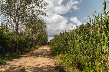 Tree lined dirt road with blue sky and white clouds