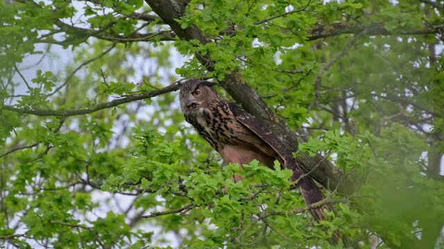 Eurasian eagle-owl (Bubo bubo) sitting on a branch inside a tree, Heinsberg, North Rhine-Westphalia, Germany