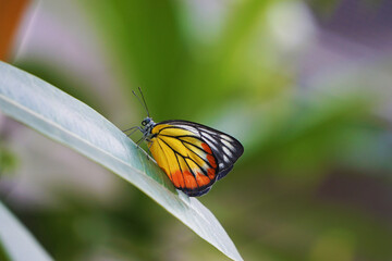 butterfly on a leaf