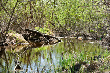 pond in the park overgrown with branches