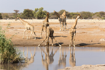 Some giraffe drinking in Namibia