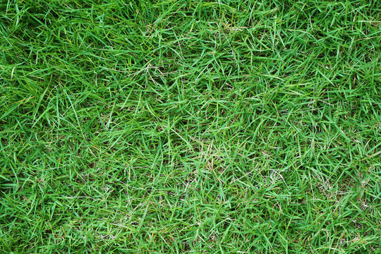 green grass texture background