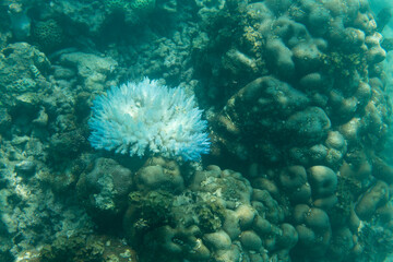 The coral reef bleaching in Seychelles