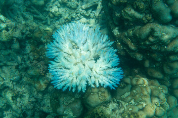 Fototapeta na wymiar The coral reef bleaching in Seychelles