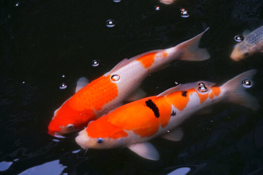 couple of Carp in water