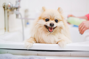 Pomeranian in a bathroom in a beauty salon for dogs. The concept of popularizing haircuts and dog grooming. Spitz in the process of washing with water horizontal view