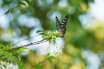 black butterfly on a flower green background