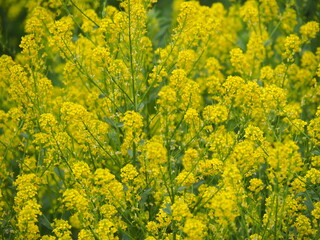 field of yellow flowers