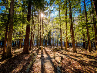 Obraz premium path in the forest